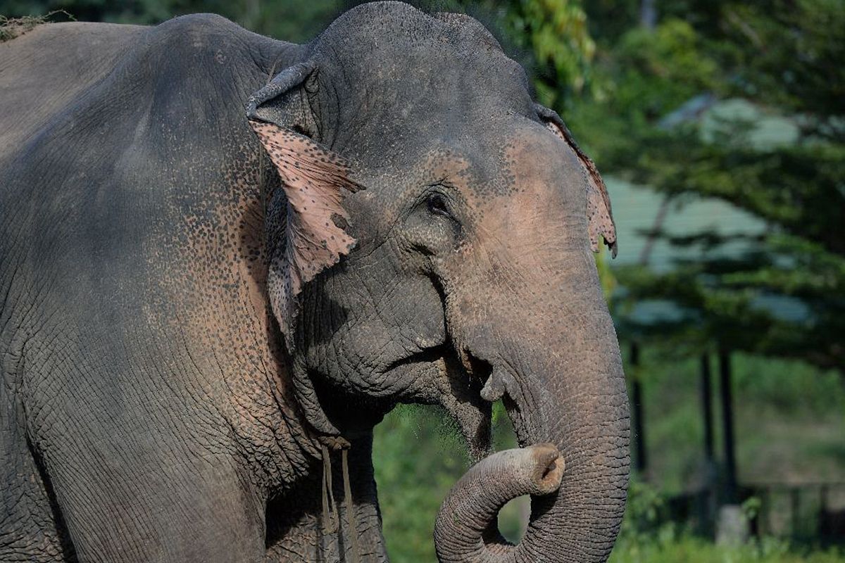 Vietnam S Elephants On The Brink Of Extinction Saigoneer