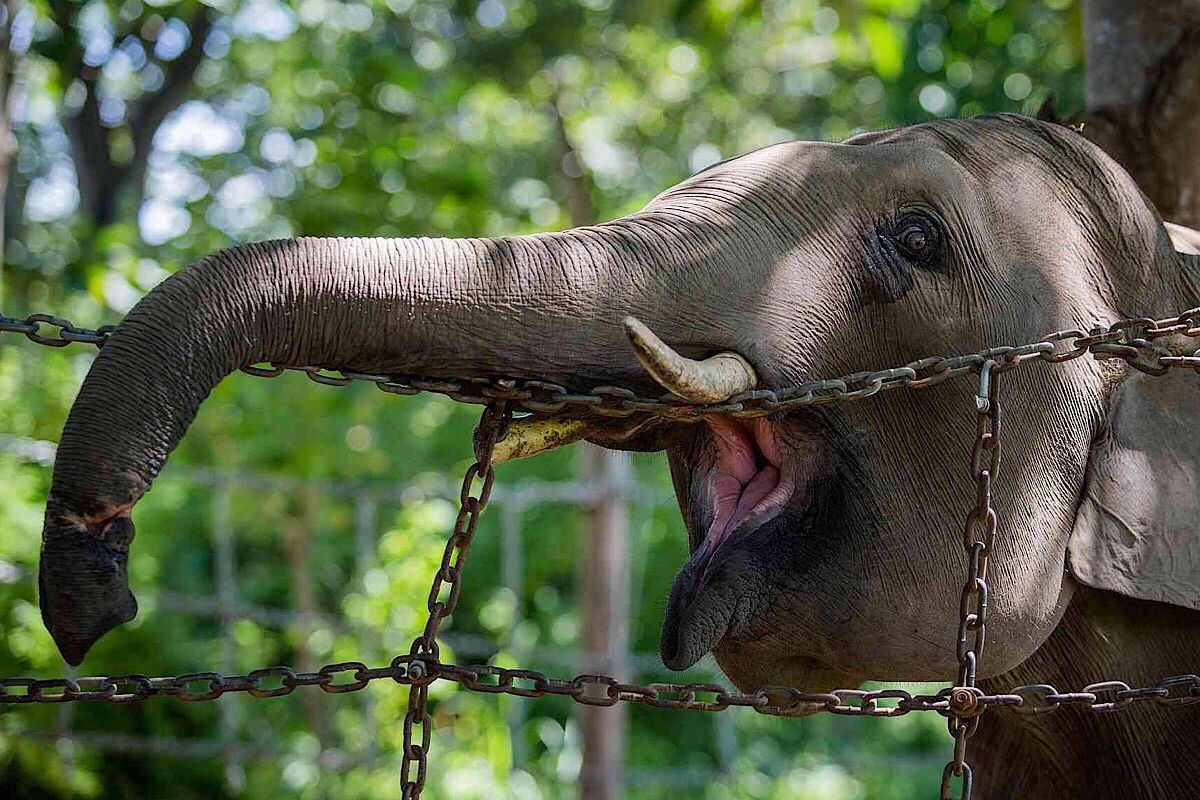 Tail Hair Jewelry Is a New Trend That's Hurting Vietnam's Elephants -  Saigoneer