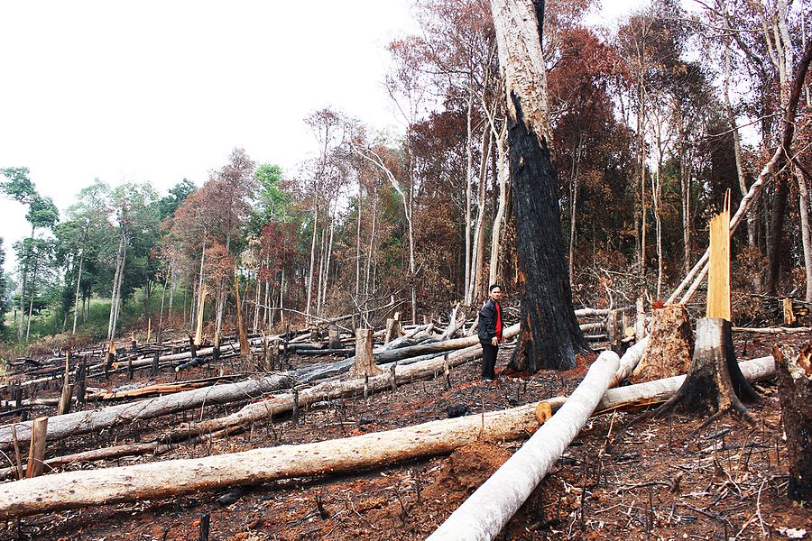 Nearly 1,000 Hectares of Vietnamese Forest Lost in 2018: Official