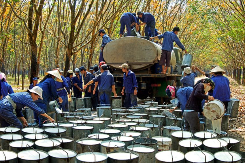 The Harrowing History Of Vietnam S Rubber Plantations Saigoneer