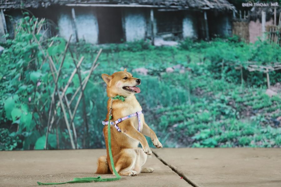 A 'Lao Hac' Adaptation Will Be Vietnam's First Film Starring a Dog