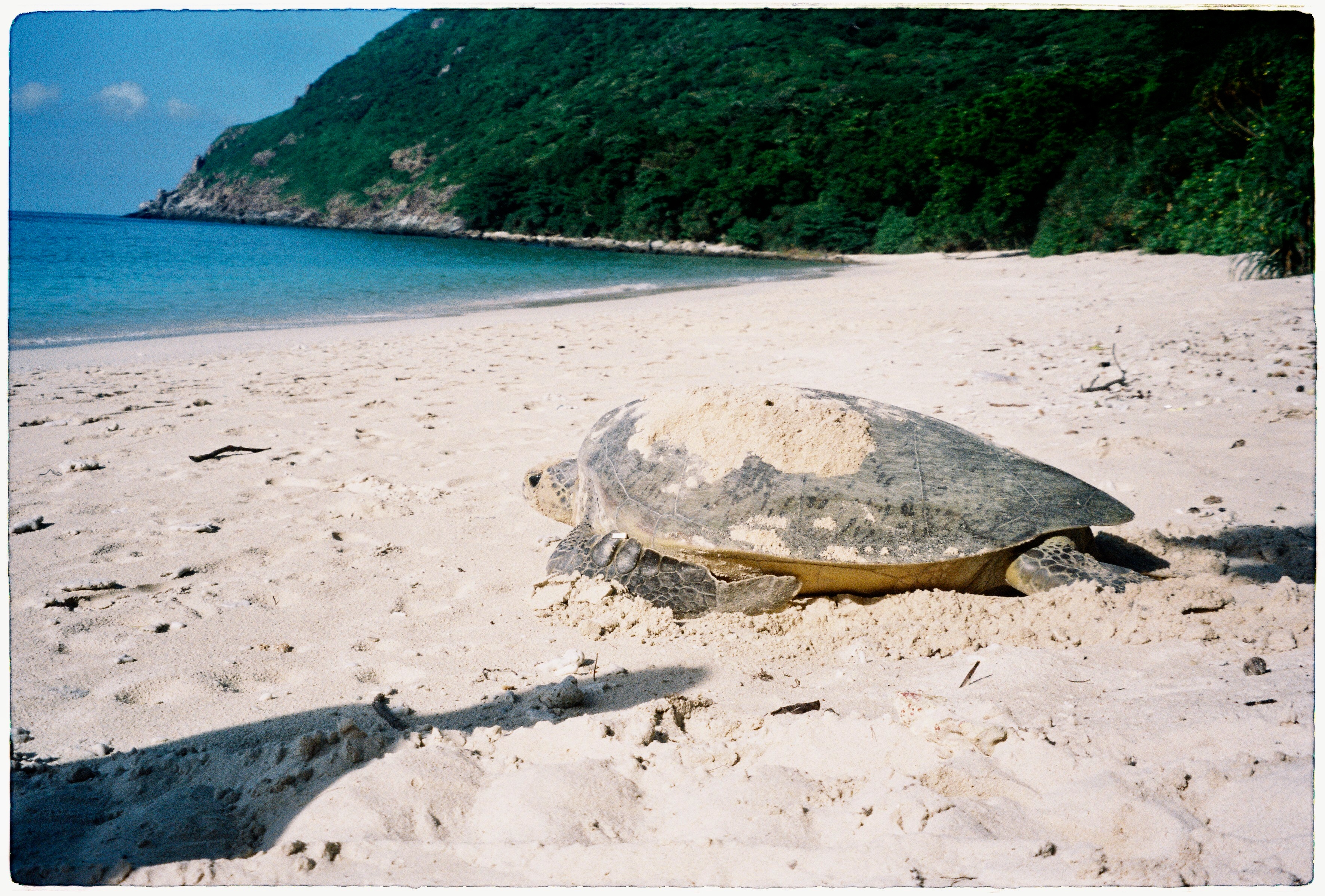 Kết quả hình ảnh cho Monday, 16 September 2019. Written by Hoan Phan. Photos by Hoan Phan, green turtle