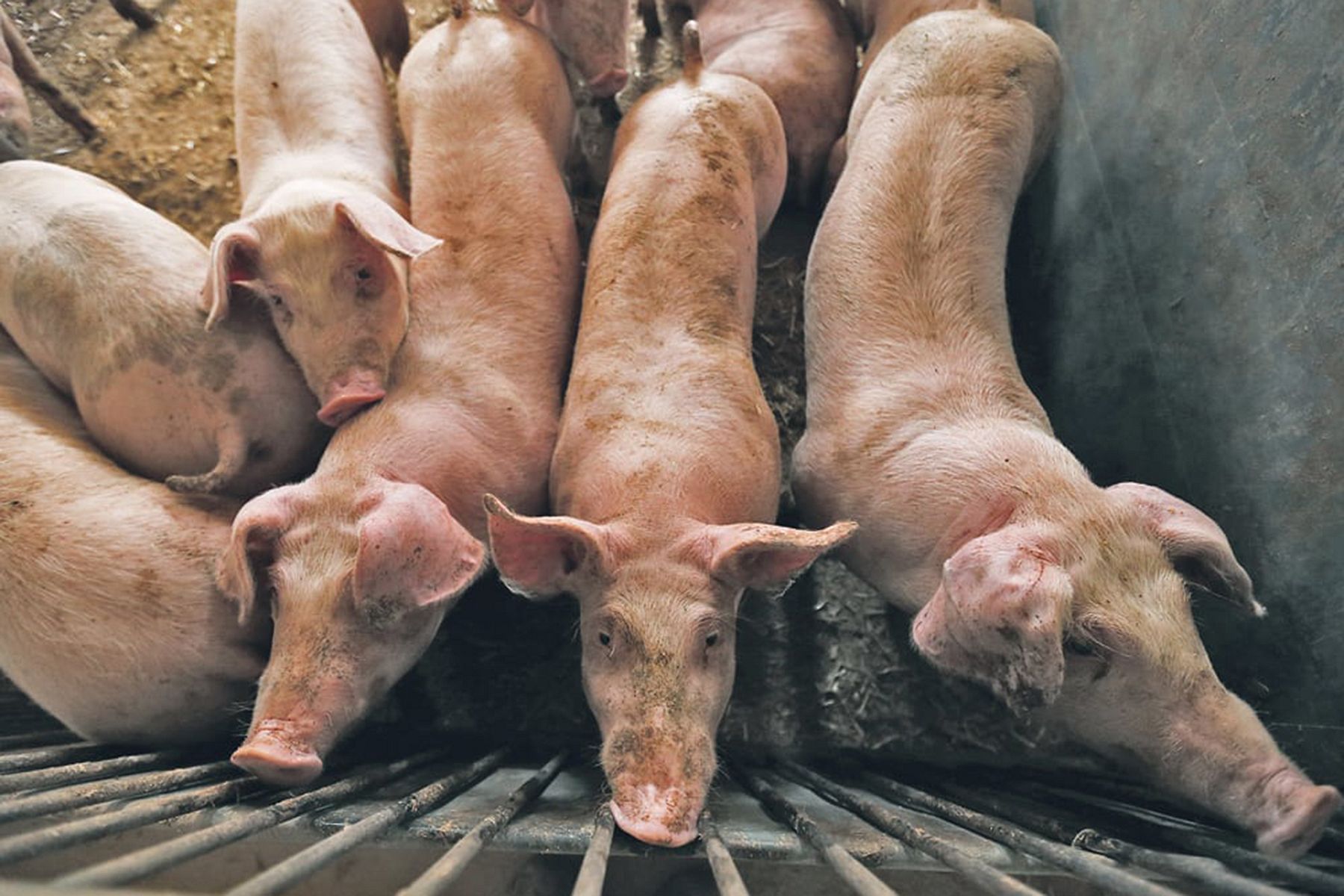 Европа свинья. Африканская чума свиней мясо.