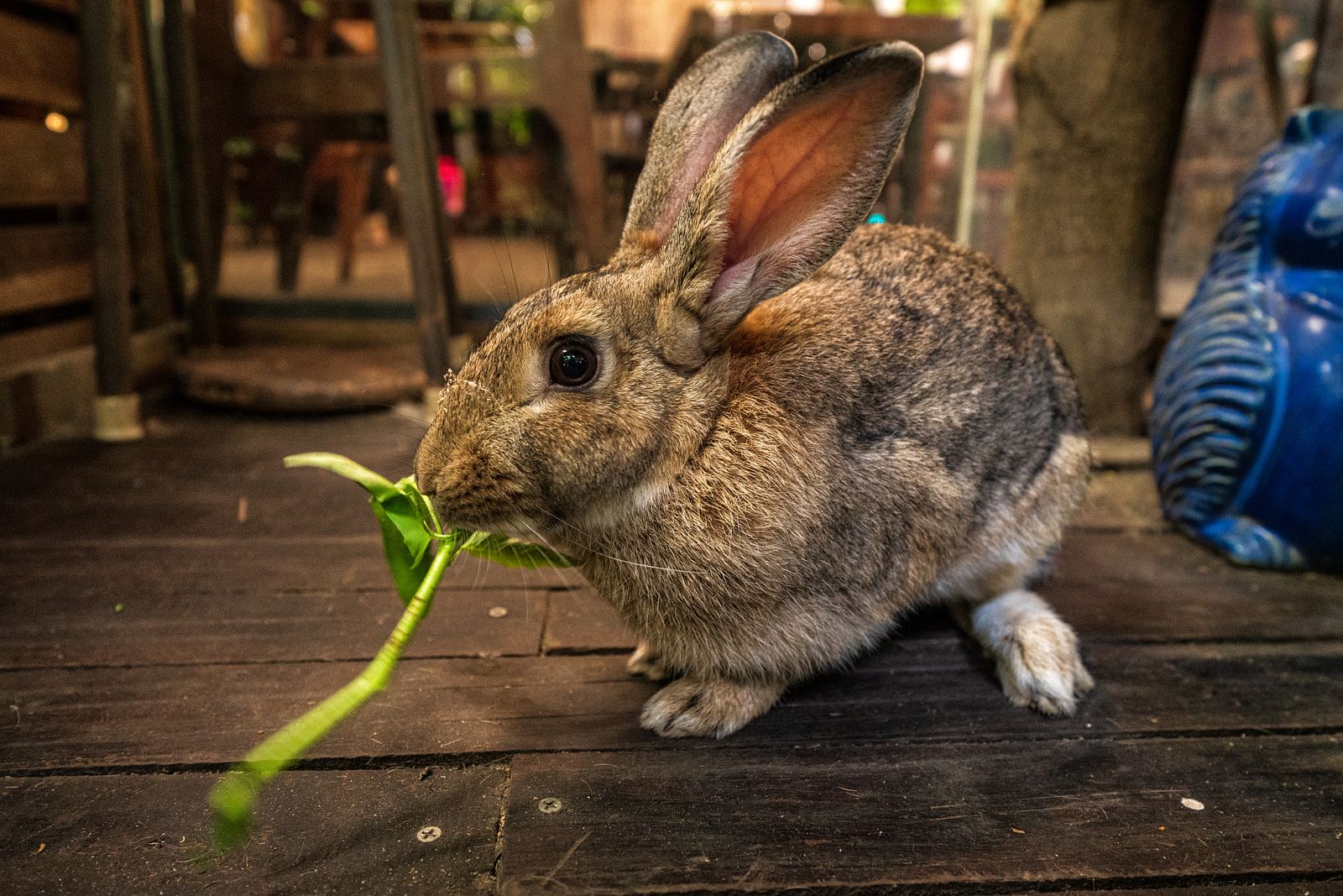 Kết quả hình ảnh cho Hẻm Gems: In Saigon's Greenest Cafe, a Rabbit, Cotton and Succulents Galore