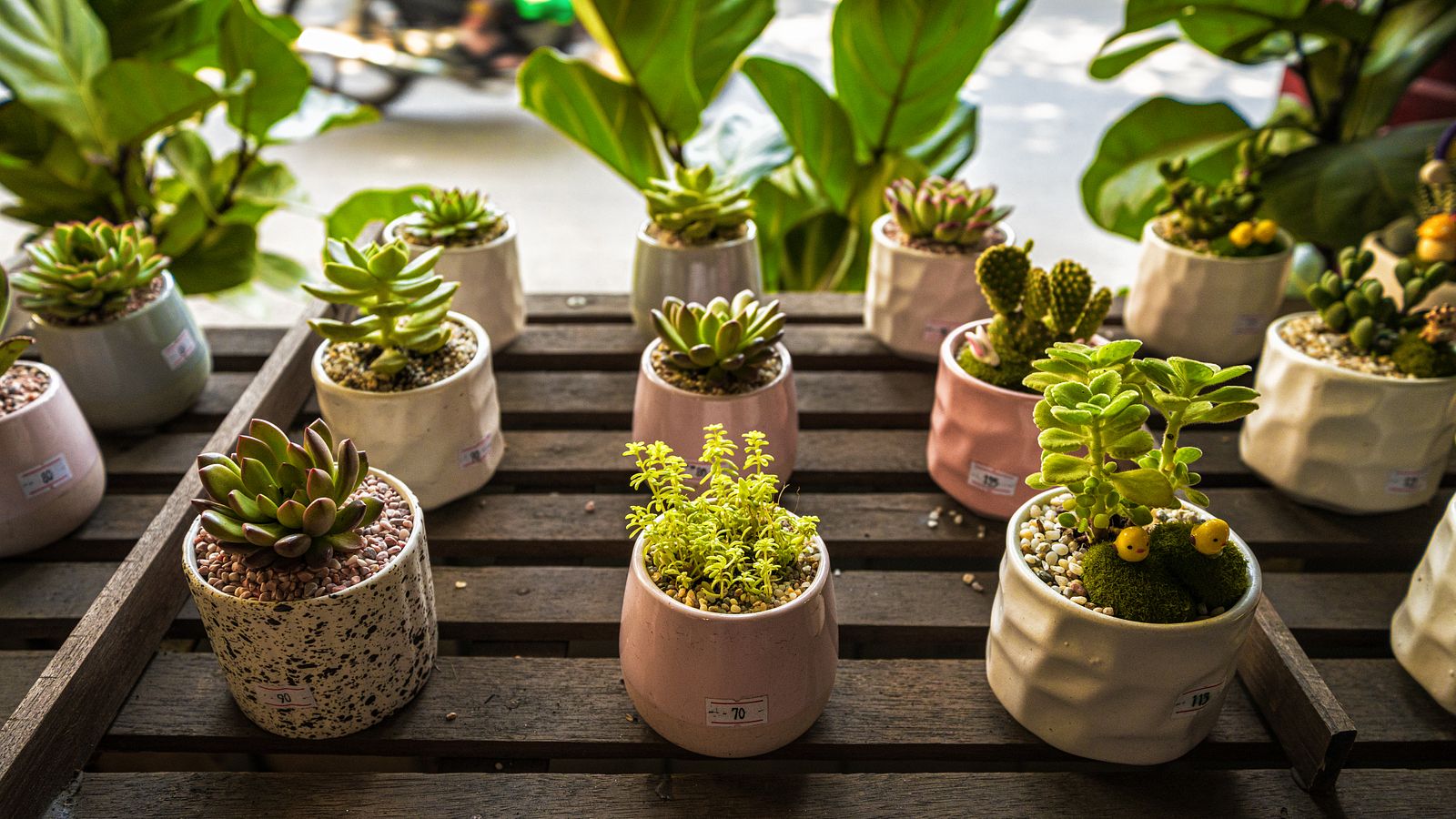 Kết quả hình ảnh cho Hẻm Gems: In Saigon's Greenest Cafe, a Rabbit, Cotton and Succulents Galore