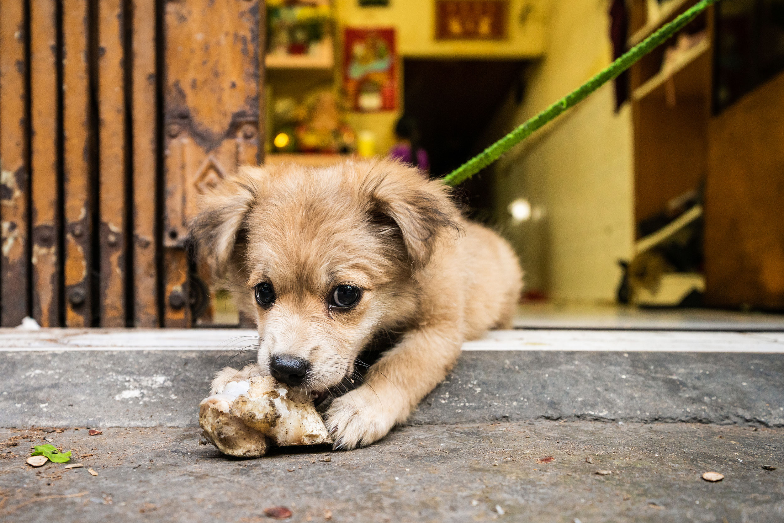 From April, Vietnam Will Impose up to VND3m Fine on Pet Abusers Saigoneer