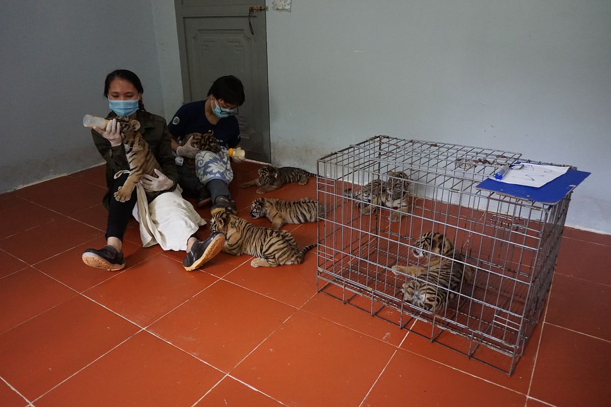 Live tiger cubs held captive in car to Nghe An - VnExpress International