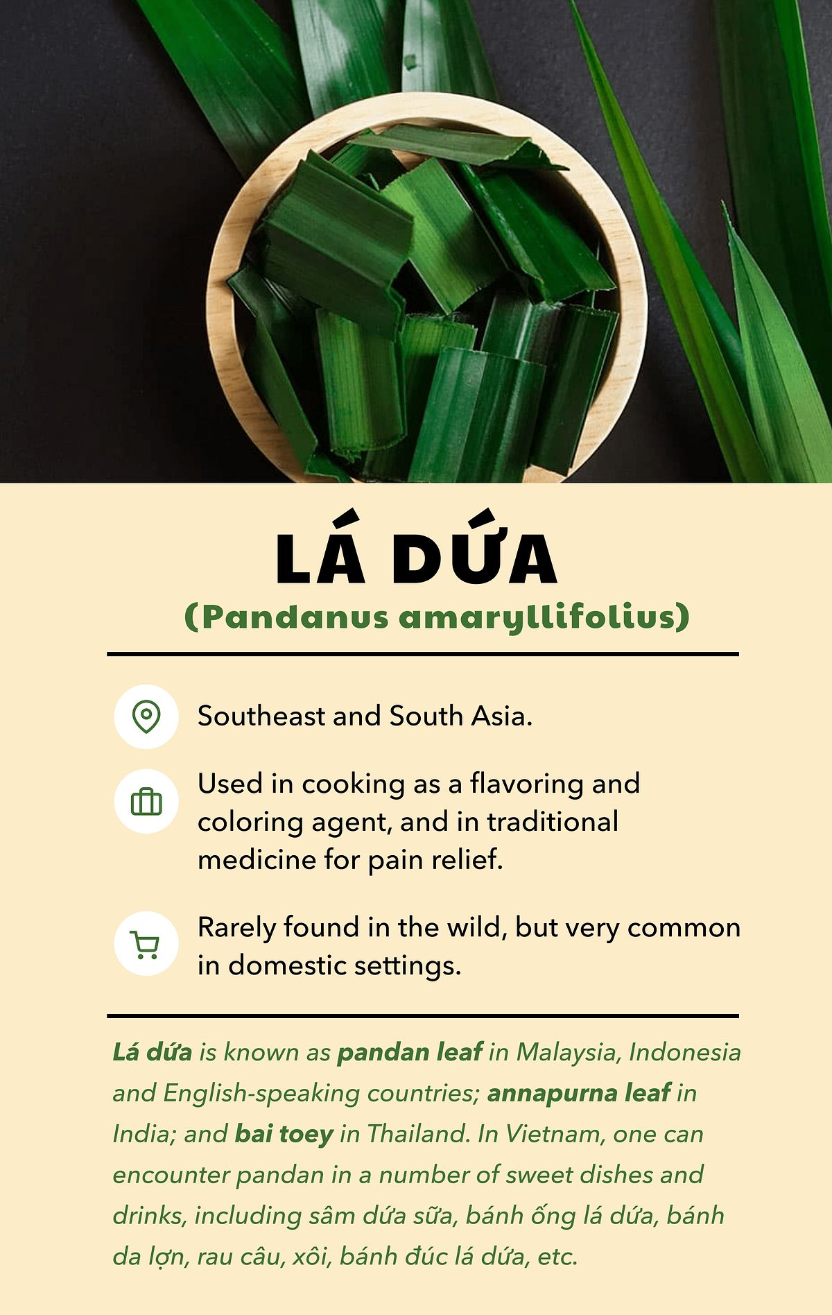 Lá Dứa In English: Tìm Hiểu Công Dụng Và Cách Sử Dụng