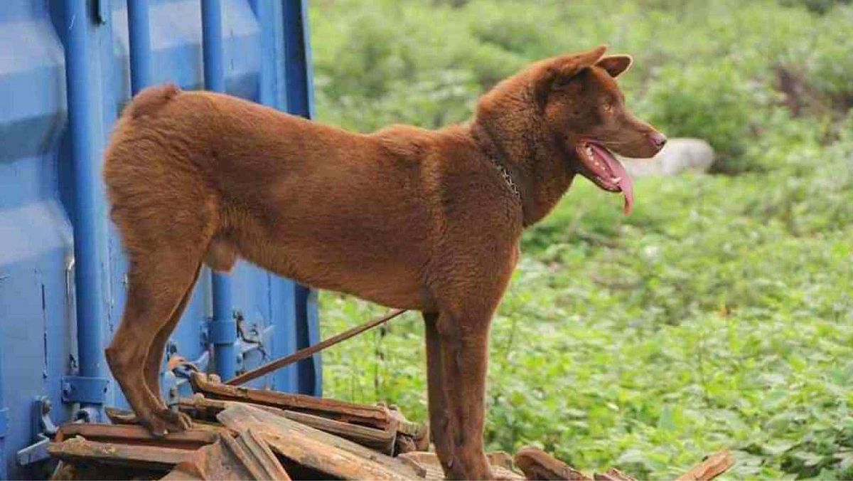 Хмонги собака купить