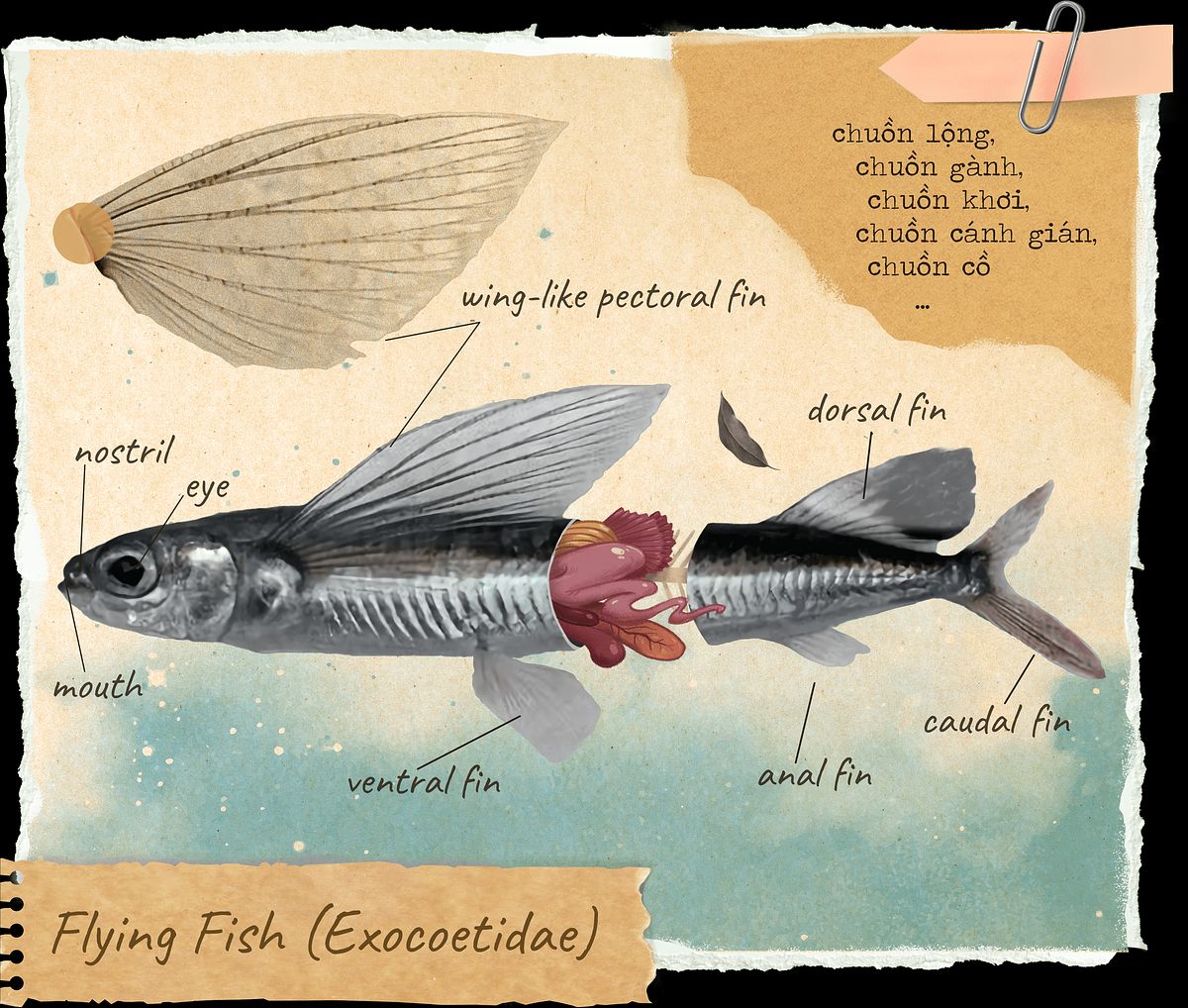 Nostril to Caudal: Can You Really Eat Fish Organs?