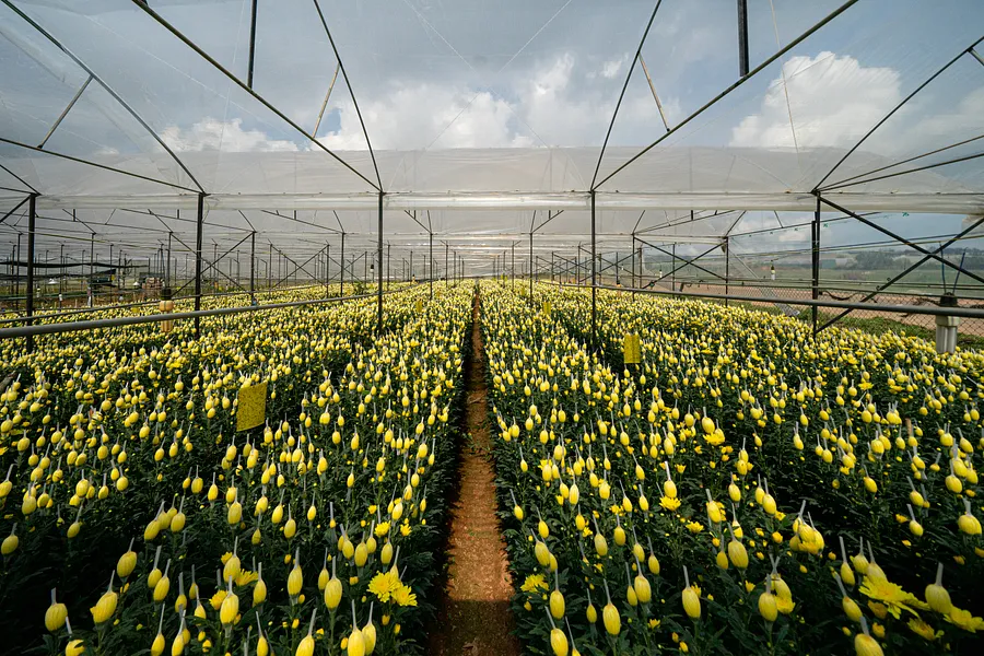 In Đà Lạt, Greenhouses Revolutionize Farming, but at What Environmental Cost?