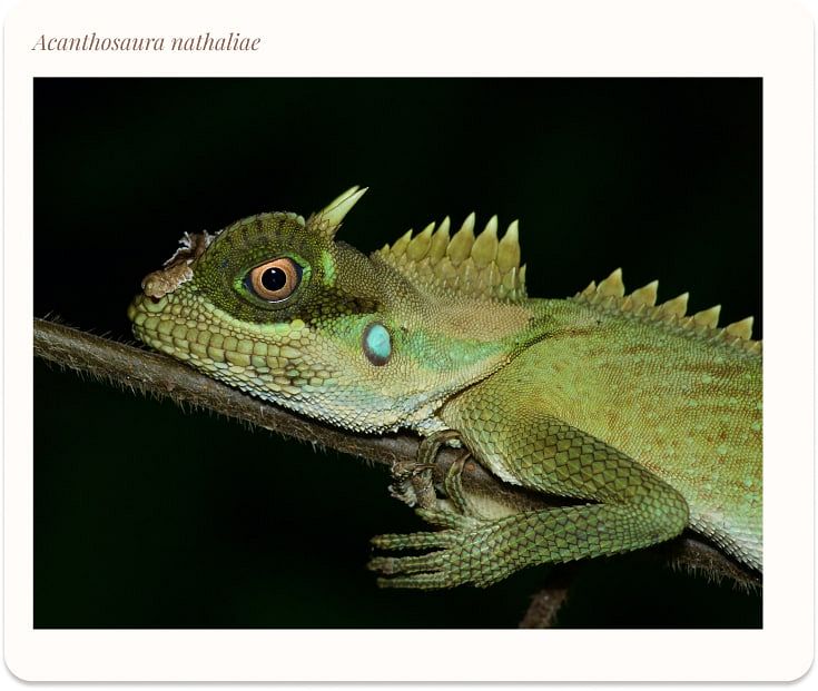 The Nocturnal Thrill of Capturing Vietnam's Elegant Fauna in