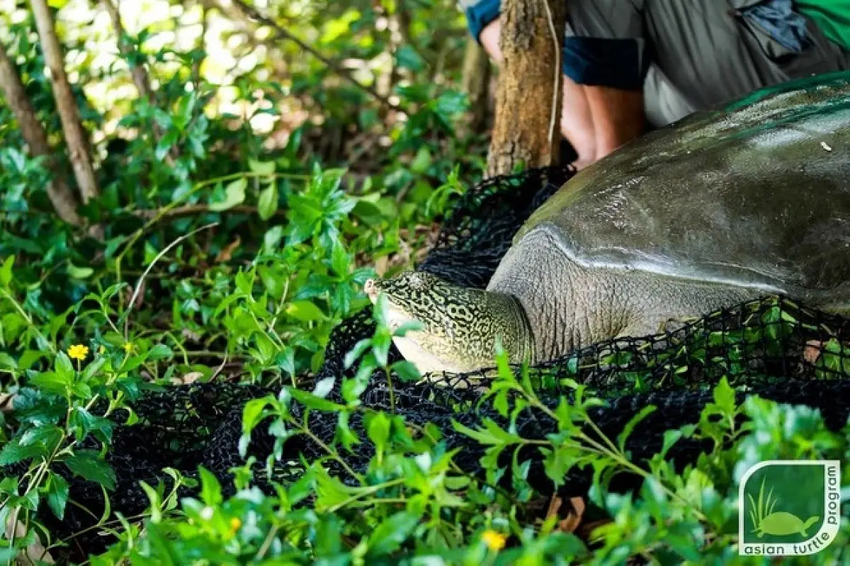 Another Hoàn Kiếm Turtle Dies in Hanoi, Setting Back Conservation ...