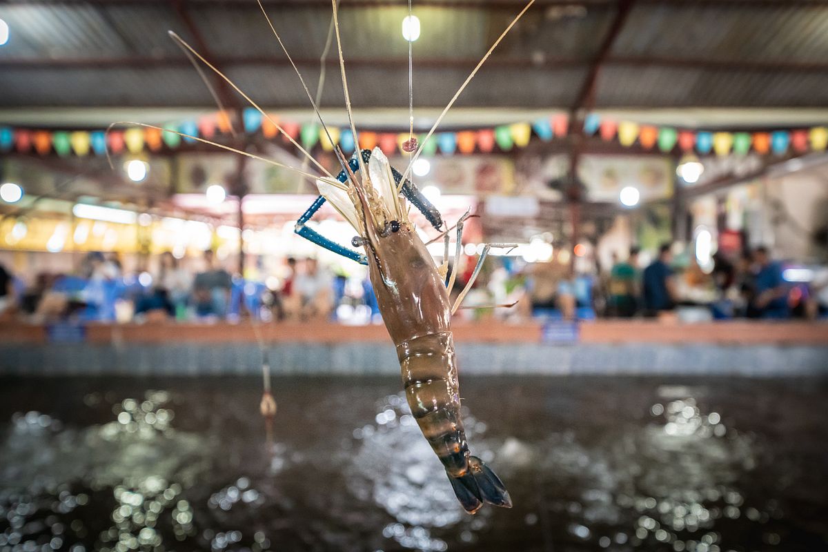 Shrimp Fishing in Thanh Đa Is Fun Even When You Don't Catch Anything -  Saigoneer