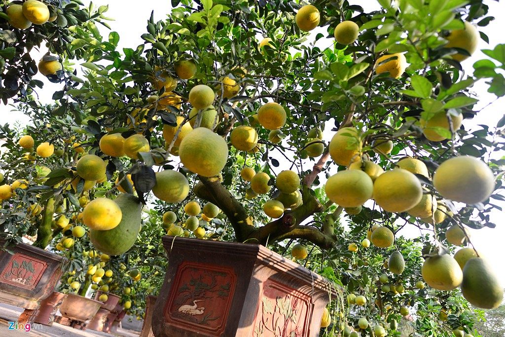 [Photos] The Weird Fruits of Tet Are Coming - Saigoneer