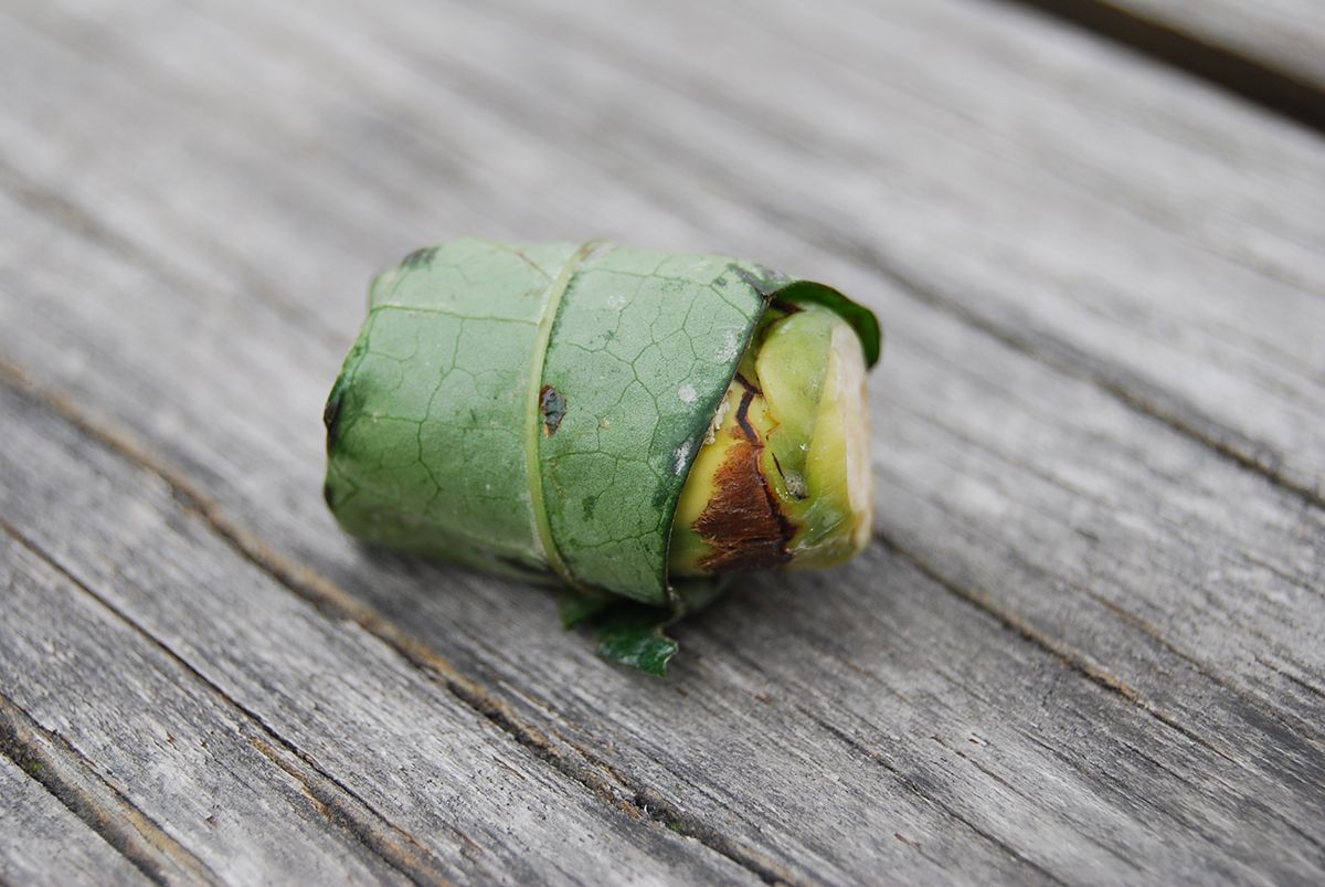 Taiwan Struggles to Combat Locals' Addiction to CancerCausing Betel