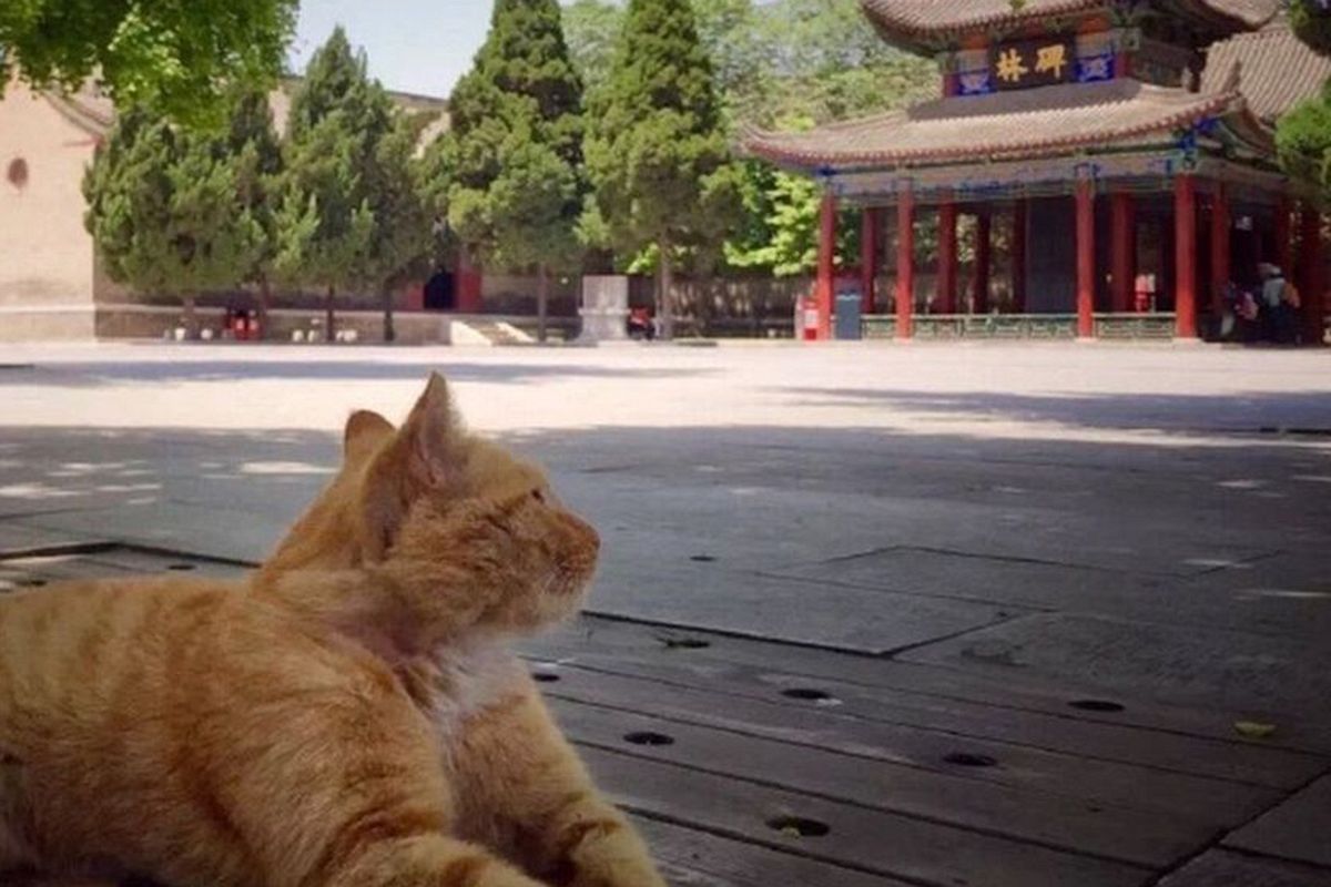 Chinese Netizens Save Cats From Eviction at Local Museum - Saigoneer