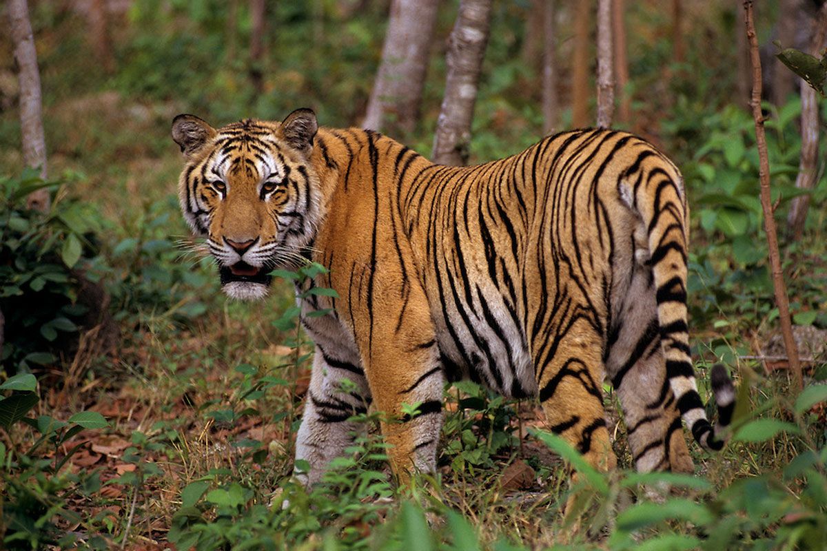 tiger safari vietnam