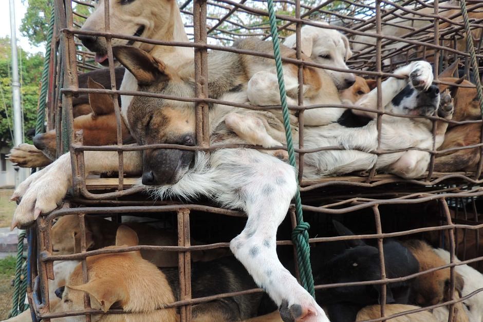 Tourists Sustaining Vietnam's Dog Meat Trade - Saigoneer