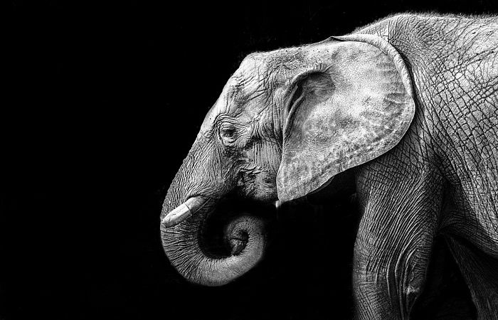 Vietnam’s Wild Elephants Are on the Verge of Extinction