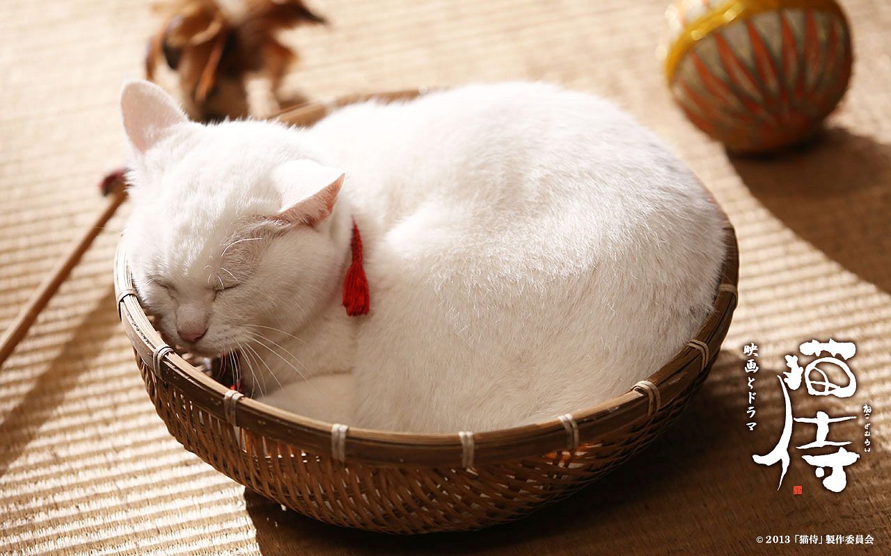 The Beautiful Samurai Cat Friendship Of Neko Zamurai Will Warm Your Heart Saigoneer