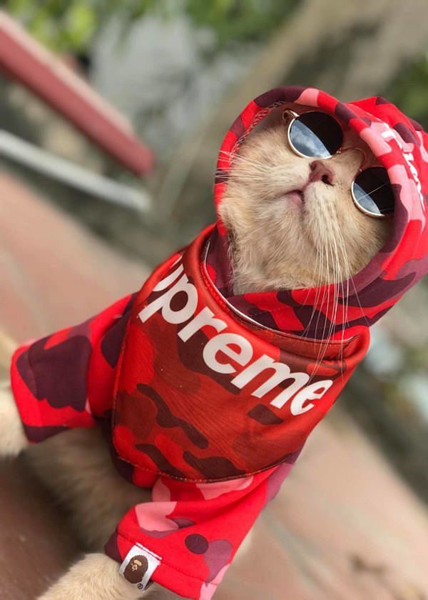 Vietnam's Most Recent Social Media Celebrity Is a Majestic Cat Named ...