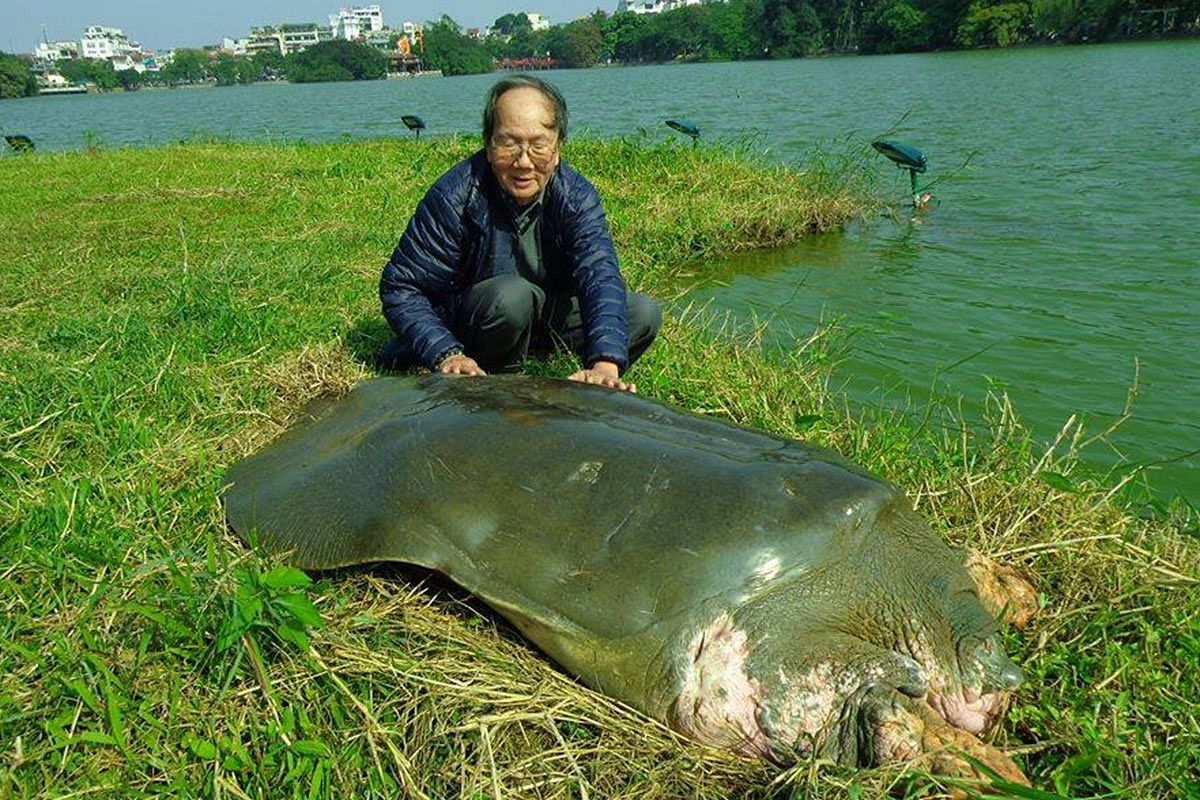 The sacred Hoan Kiem Turtle is believed to bring good luck and prosperity.