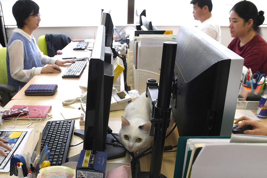Offices in Japan Hire Cats, Dogs, Goats to Help Employees Relieve Stress
