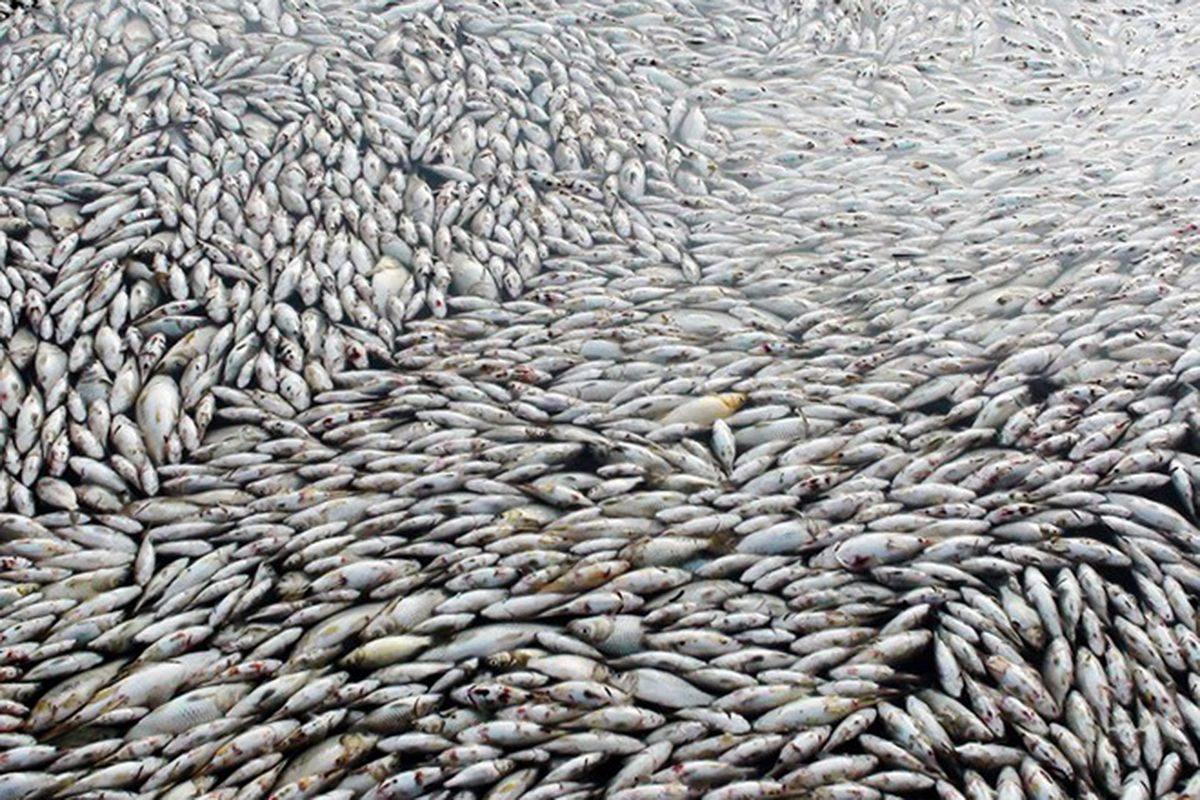 Dong Nai River Awash With Dead Fish Overnight - Saigoneer