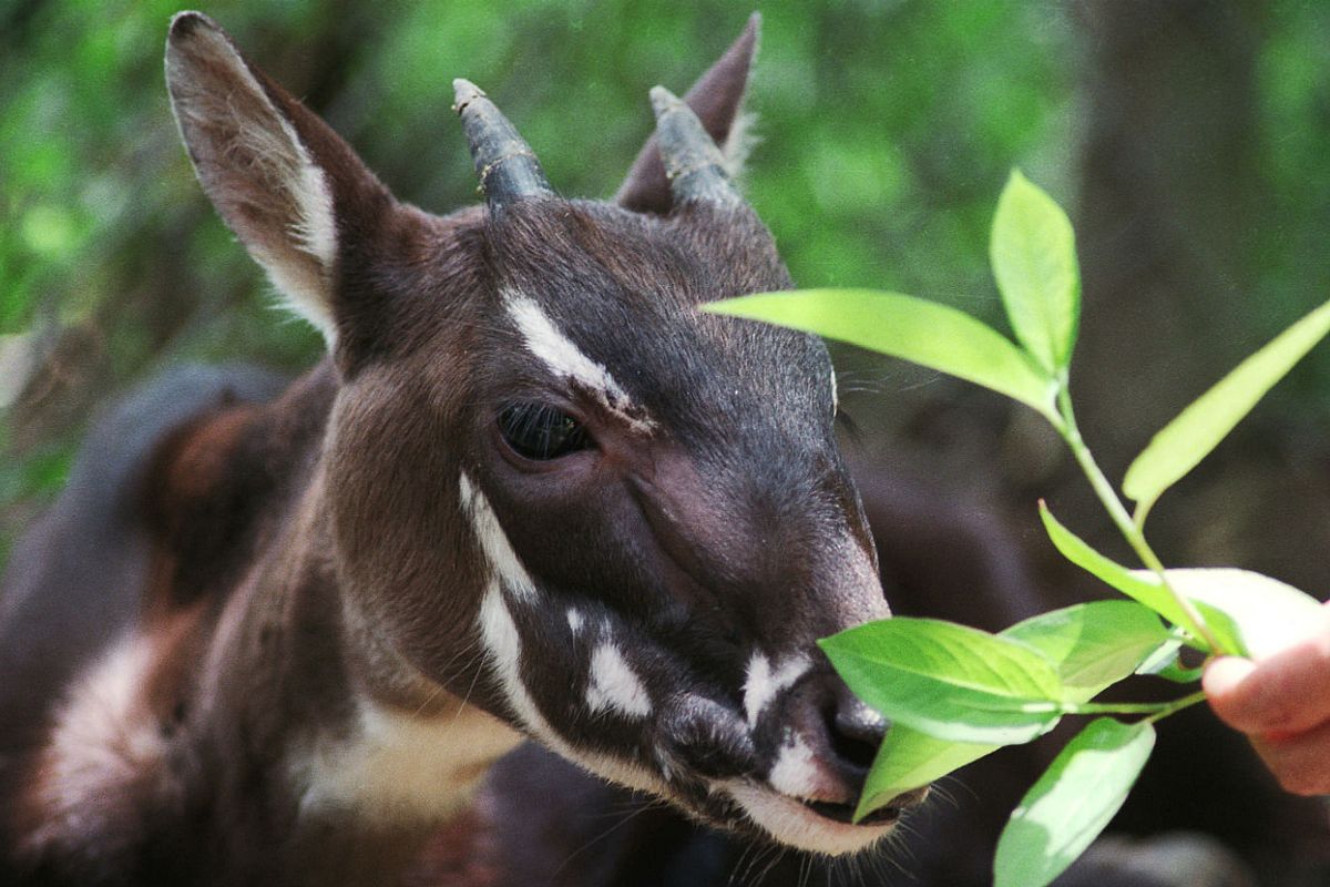Vietnam to Launch First-Ever Saola Conservation Program in 2018 - Saigoneer