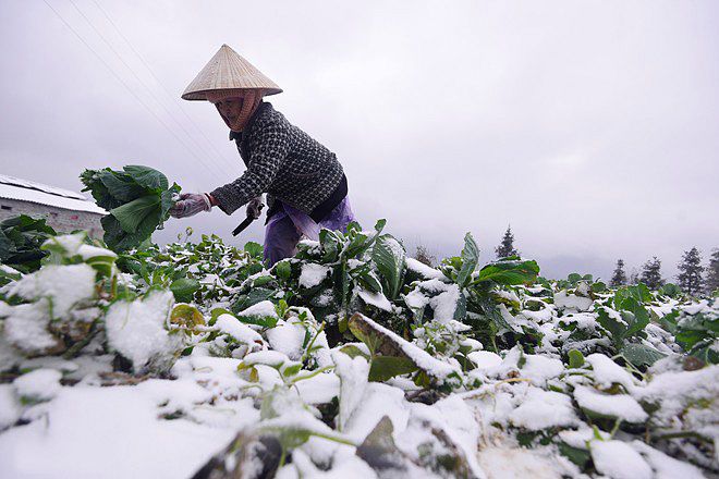 photos-sapa-farmers-lose-crops-after-deep-freeze-saigoneer