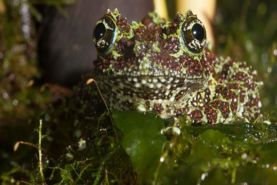 [Video] Meet the Mossy Frog, Vietnam's Most Adorable Master of Disguise ...