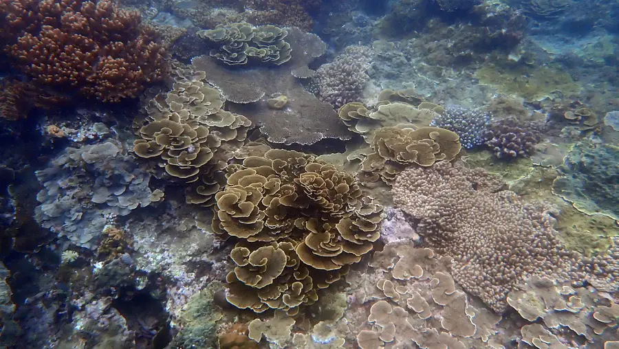 Zannier Bãi San Hô Collaborates With Sasa Marine Animals Rescue Vietnam to Ensures Long-term Protection and Restoration of Coral Reefs