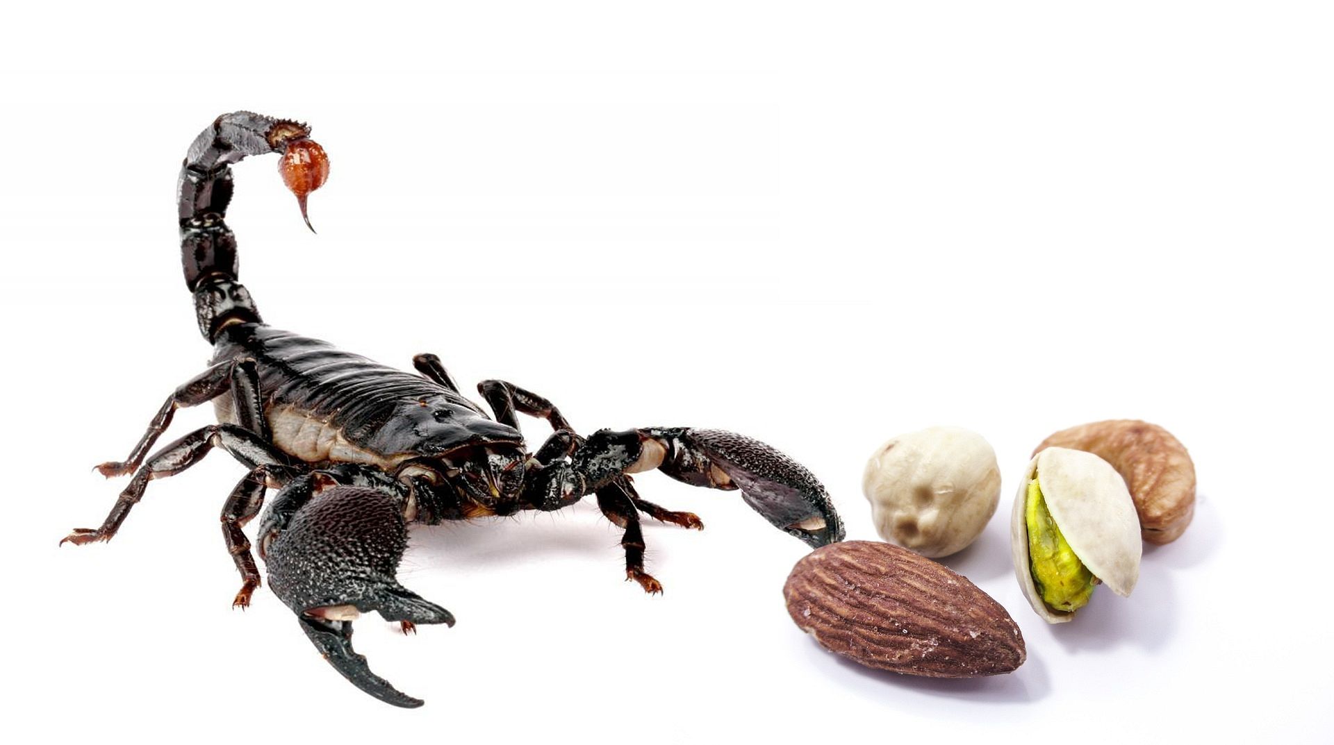 Питание скорпионов