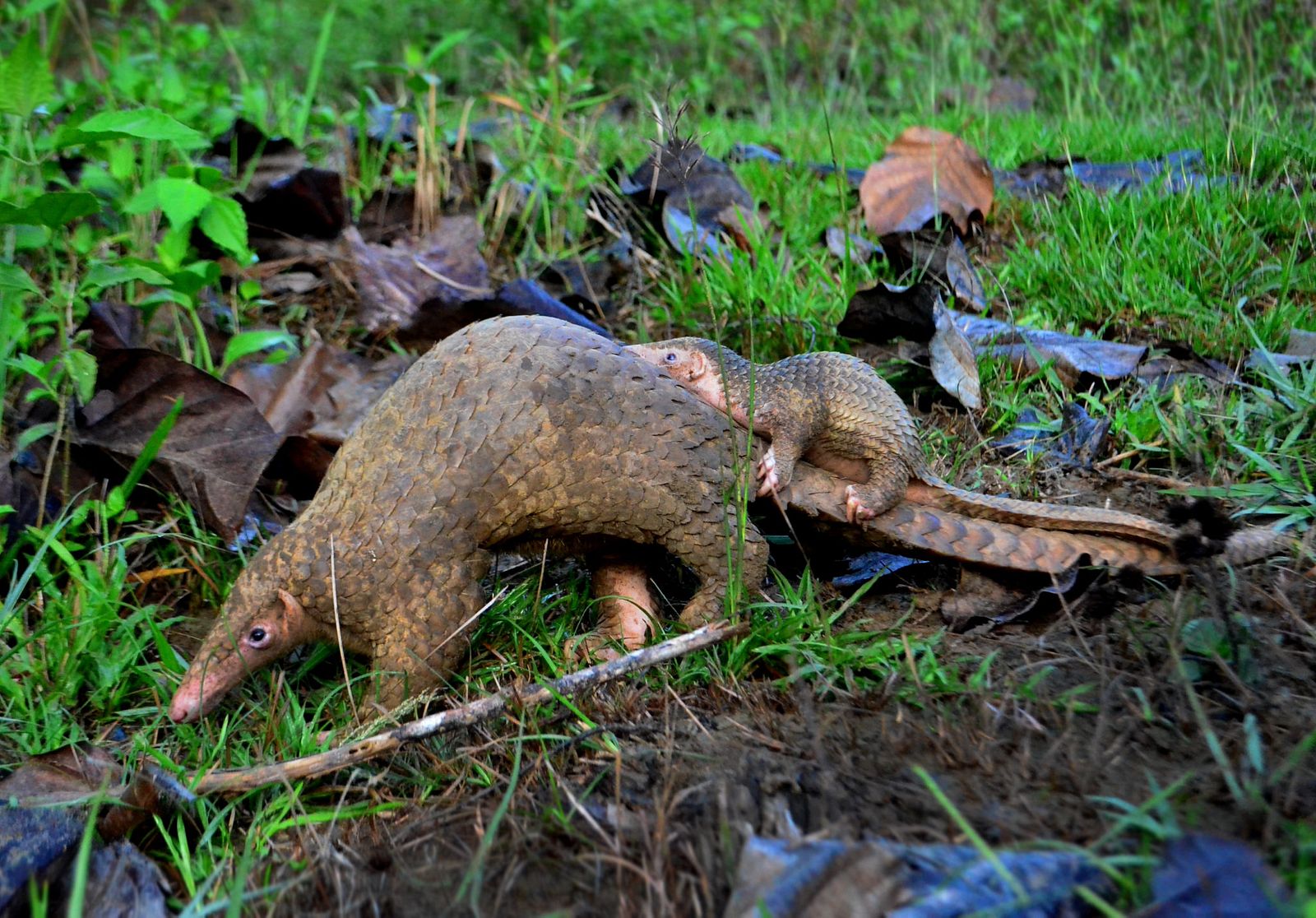 Video Rescued Pangolin Gives Birth In Vietnamese Sanctuary Saigoneer
