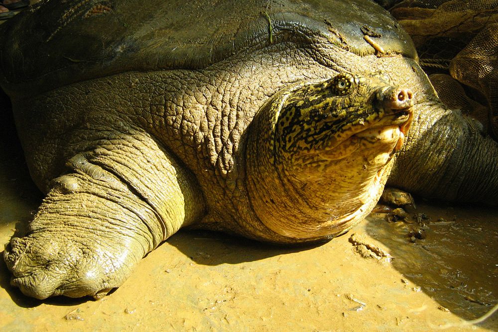 How Vietnam Is Trying to Save Its Beloved Giant Yangtze Softshell Turtles -  Saigoneer