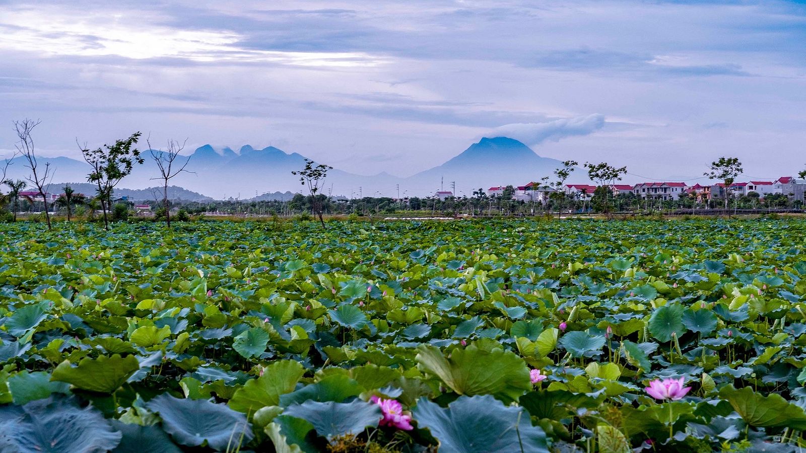 golden lotus farming