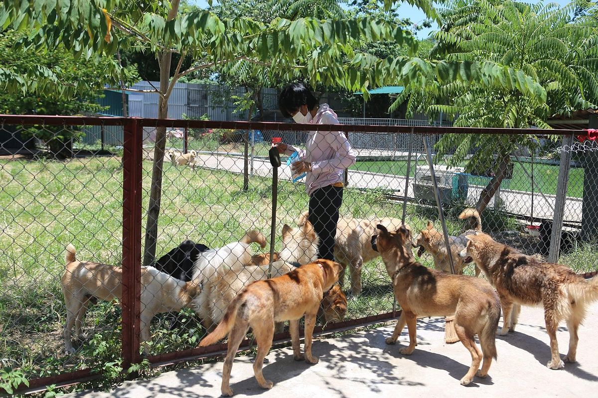As Lockdown Intensifies, Animal Shelters Struggle to Rescue, Care for  Abandoned Pets - Saigoneer