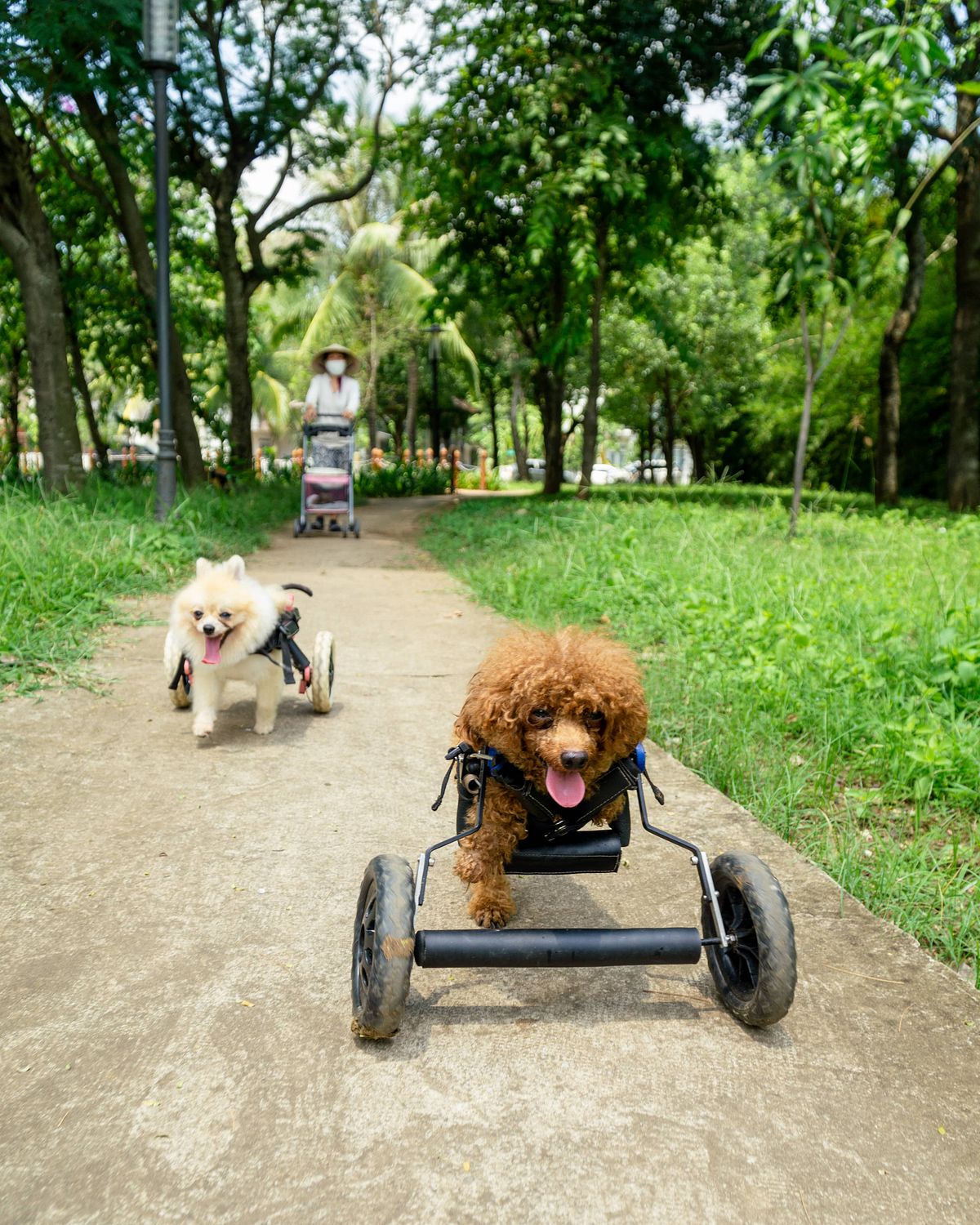 Forever Wheelchair, những chiếc xe lăn cho chó mèo khuyết tật Việt Nam  nguồn sống mới - Sài·gòn·eer